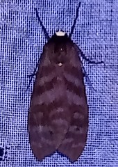 Pachydota