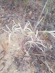 Pelargonium longiflorum