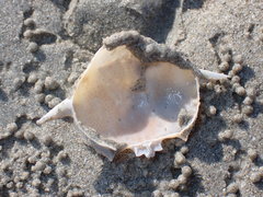 Matuta victor