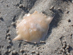 Matuta victor