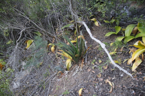 Image of Clivia mirabilis by (c) Tony Rebelo, some rights reserved (CC BY-SA)