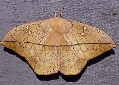 Lonomia electra