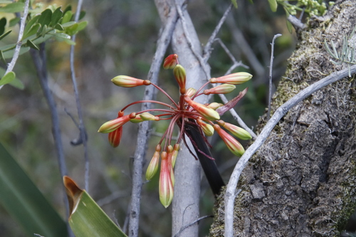 Image of Clivia mirabilis by (c) Tony Rebelo, some rights reserved (CC BY-SA)