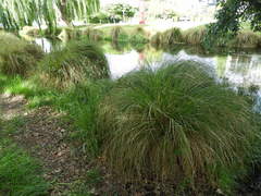 Carex secta