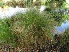 Carex secta