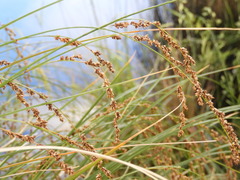 Carex secta