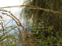 Carex secta