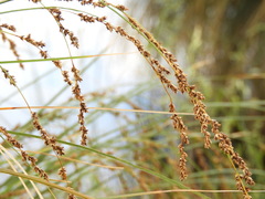 Carex secta