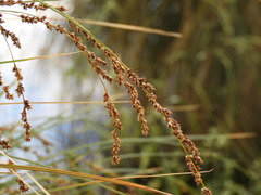 Carex secta