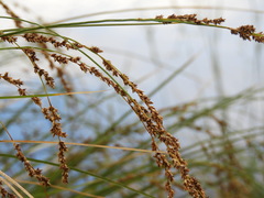 Carex secta