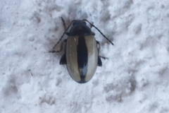 Phyllotreta armoraciae