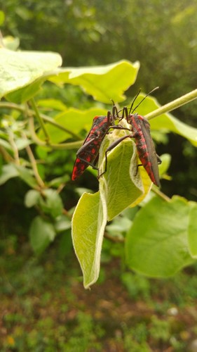 Piezogaster rubronotatus
