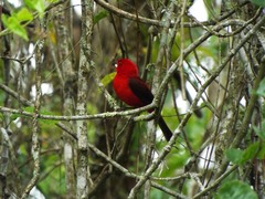 Ramphocelus bresilius
