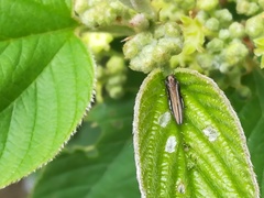 Agrilus macer
