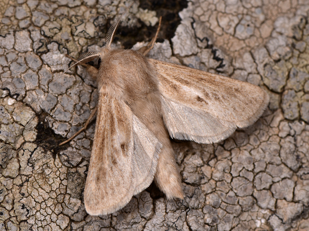 Phragmacossia minos