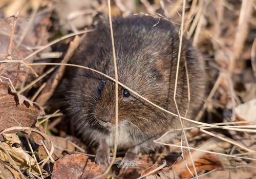 Maximowicz's vole