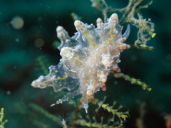 Eubranchus mandapamensis