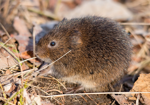 Maximowicz's vole (Alexandromys maximowiczii) — Least Concern Mammalia