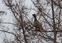 Tetrao urogalloides