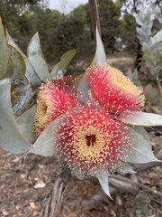 Eucalyptus macrocarpa macrocarpa