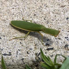 Orthodera ministralis