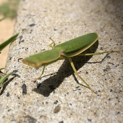 Orthodera ministralis