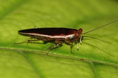 Pseudophyllodromia laticeps