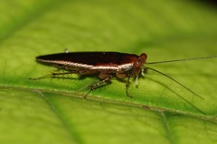 Pseudophyllodromia laticeps