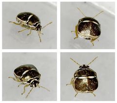 Coptosoma variegatum