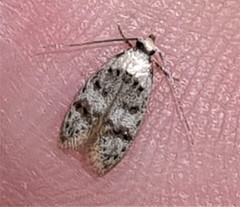 Scatochresis innumera