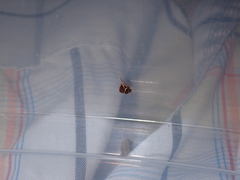 Coptosoma variegatum