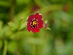 Potentilla atrosanguinea