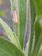 Bucephalogonia xanthophis