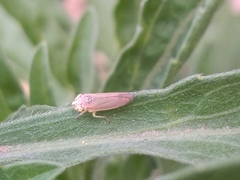 Bucephalogonia xanthophis
