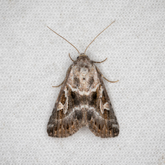 Chaograptis crystallodes