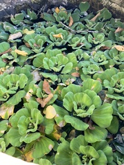 Pistia