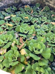 Pistia