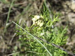 Hymenopappus