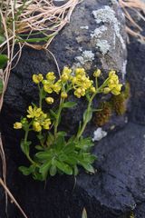 Draba grandis