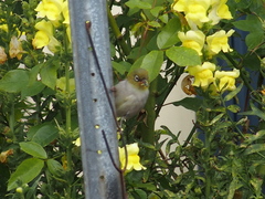 Zosterops lateralis chloronotus
