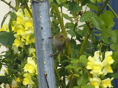 Zosterops lateralis chloronotus