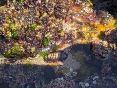 Onithochiton quercinus