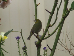 Zosterops lateralis chloronotus