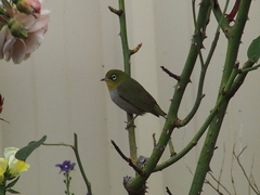 Zosterops lateralis chloronotus
