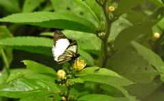 Heliopetes alana