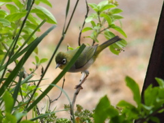 Zosterops lateralis chloronotus