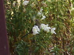 Zosterops lateralis chloronotus