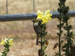 Zosterops lateralis chloronotus