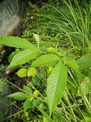 Vitex pinnata