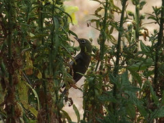 Zosterops lateralis chloronotus